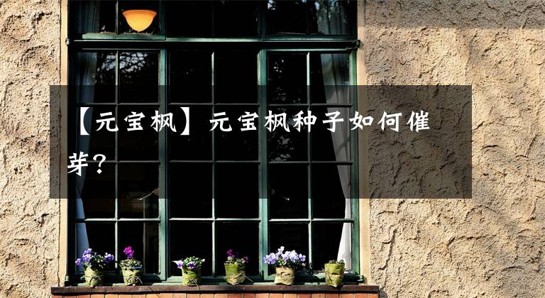 【元宝枫】元宝枫种子如何催芽？