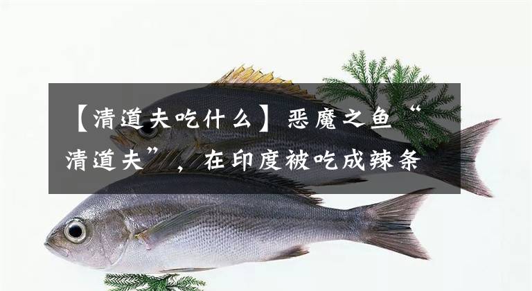 【清道夫吃什么】恶魔之鱼“清道夫”，在印度被吃成辣条，在国内为何泛滥成灾