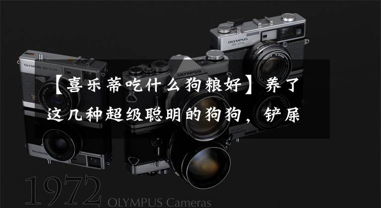 【喜乐蒂吃什么狗粮好】养了这几种超级聪明的狗狗，铲屎官得多卑微？