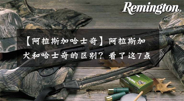 【阿拉斯加哈士奇】阿拉斯加犬和哈士奇的区别？看了这7点你就知道了