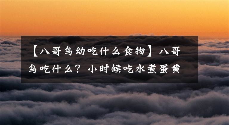 【八哥鸟幼吃什么食物】八哥鸟吃什么？小时候吃水煮蛋黄或花生。