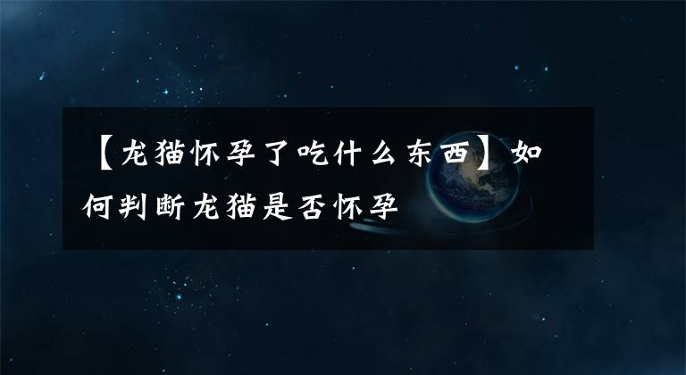 【龙猫怀孕了吃什么东西】如何判断龙猫是否怀孕