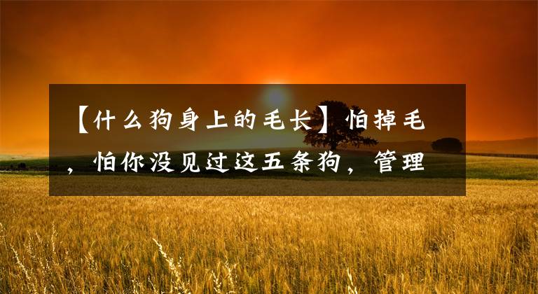 【什么狗身上的毛长】怕掉毛，怕你没见过这五条狗，管理起来很容易文章配图