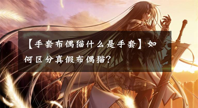 【手套布偶猫什么是手套】如何区分真假布偶猫？