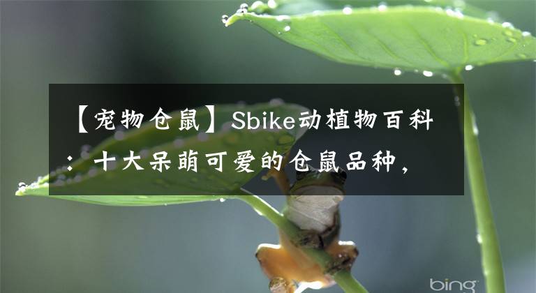 【宠物仓鼠】Sbike动植物百科：十大呆萌可爱的仓鼠品种，让主人幸福满满