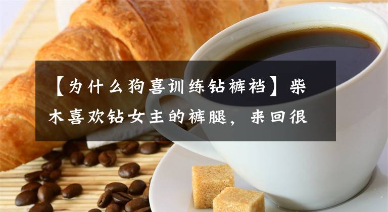 【为什么狗喜训练钻裤裆】柴木喜欢钻女主的裤腿，来回很多次也不累。网民：可以放心。文章配图