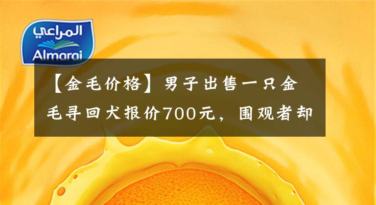 【金毛价格】男子出售一只金毛寻回犬报价700元，围观者却说：只能当肉狗卖？