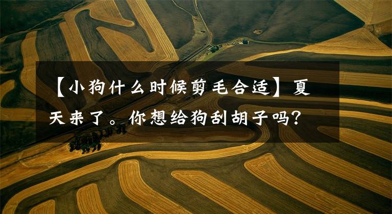 【小狗什么时候剪毛合适】夏天来了。你想给狗刮胡子吗？最好的时间不要错过文章配图