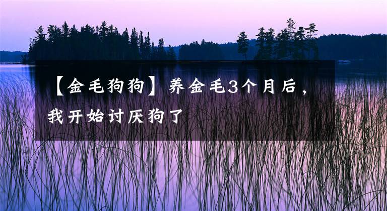 【金毛狗狗】养金毛3个月后，我开始讨厌狗了