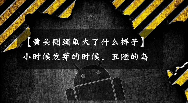 【黄头侧颈龟大了什么样子】小时候发芽的时候，丑陋的乌龟们怎么能承受主人的感情呢！(威廉莎士比亚，《小王子》)。文章配图