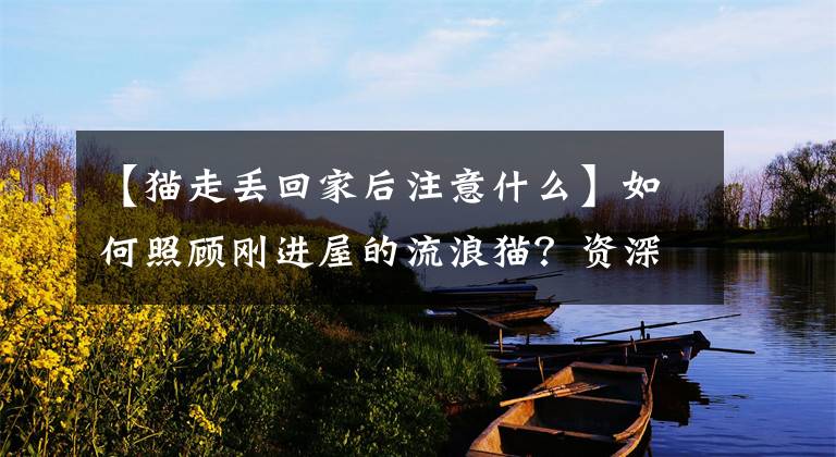 【猫走丢回家后注意什么】如何照顾刚进屋的流浪猫？资深插管，智谋吧。文章配图