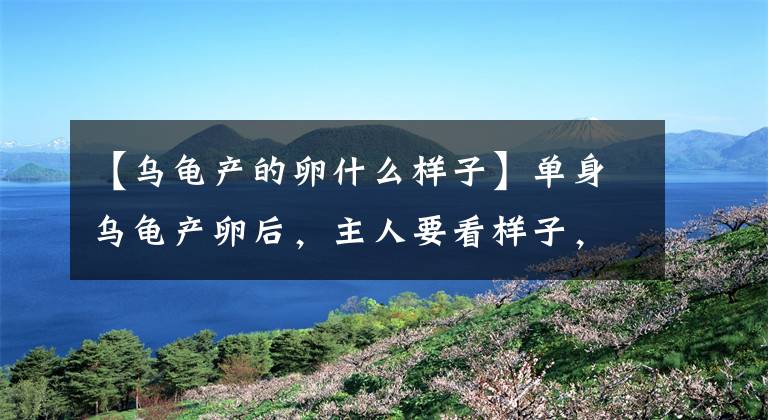 【乌龟产的卵什么样子】单身乌龟产卵后，主人要看样子，双眼发光，直言收藏文章配图