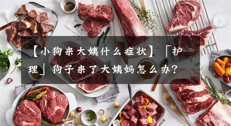 【小狗来大姨什么症状】「护理」狗子来了大姨妈怎么办？文章配图