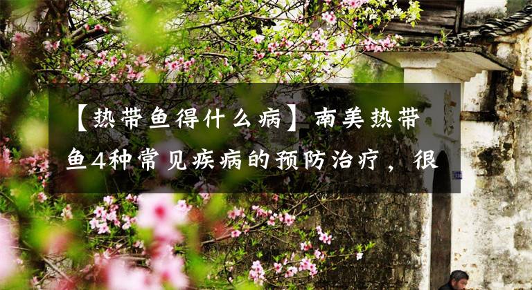 【热带鱼得什么病】南美热带鱼4种常见疾病的预防治疗，很多情况下可以治愈文章配图