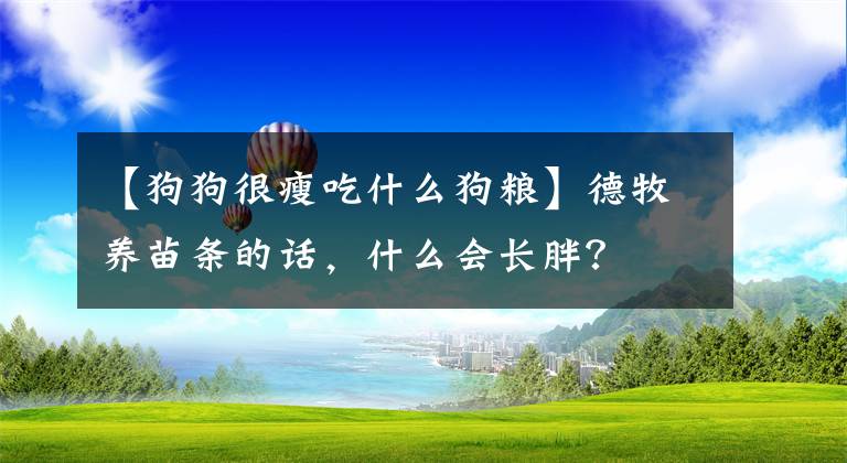 【狗狗很瘦吃什么狗粮】德牧养苗条的话，什么会长胖？文章配图