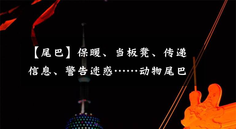 【尾巴】保暖、当板凳、传递信息、警告迷惑……动物尾巴功能大展示