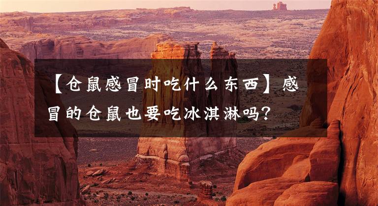 【仓鼠感冒时吃什么东西】感冒的仓鼠也要吃冰淇淋吗？