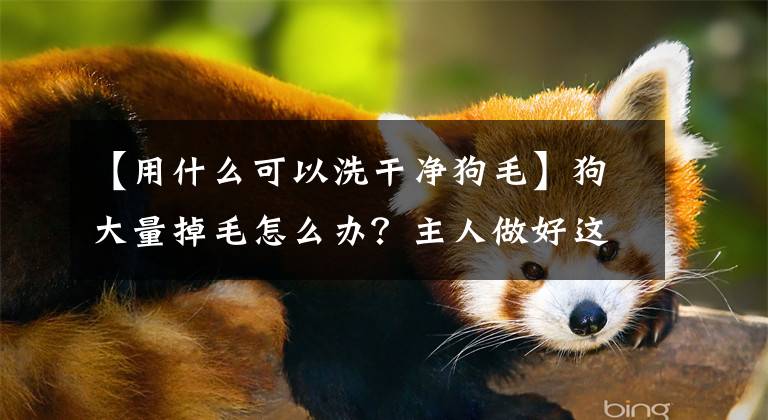 【用什么可以洗干净狗毛】狗大量掉毛怎么办？主人做好这5分，有效减少毛发！文章配图