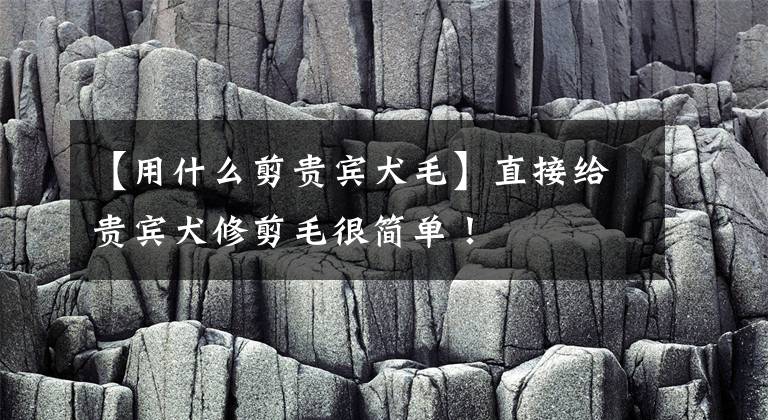 【用什么剪贵宾犬毛】直接给贵宾犬修剪毛很简单！文章配图