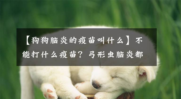 【狗狗脑炎的疫苗叫什么】不能打什么疫苗？弓形虫脑炎都是假疫苗，狗、冠状猫、艾滋病、颠覆都没用。文章配图