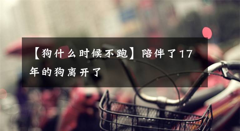【狗什么时候不跑】陪伴了17年的狗离开了文章配图