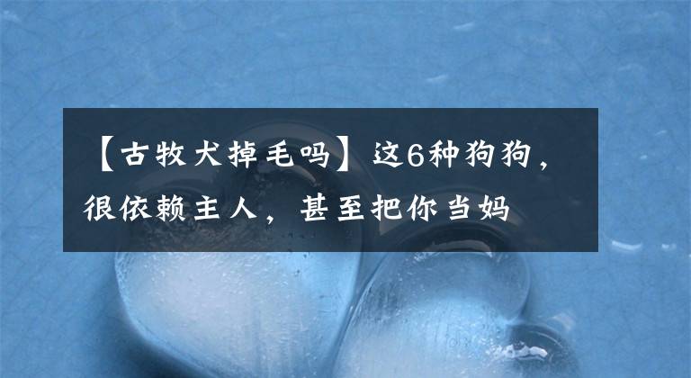 【古牧犬掉毛吗】这6种狗狗，很依赖主人，甚至把你当妈