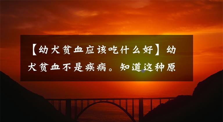 【幼犬贫血应该吃什么好】幼犬贫血不是疾病。知道这种原因后，很容易改善狗贫血文章配图