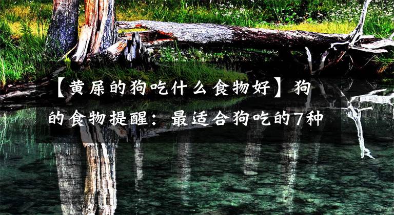 【黄屎的狗吃什么食物好】狗的食物提醒：最适合狗吃的7种食物，你吃过多少种？文章配图