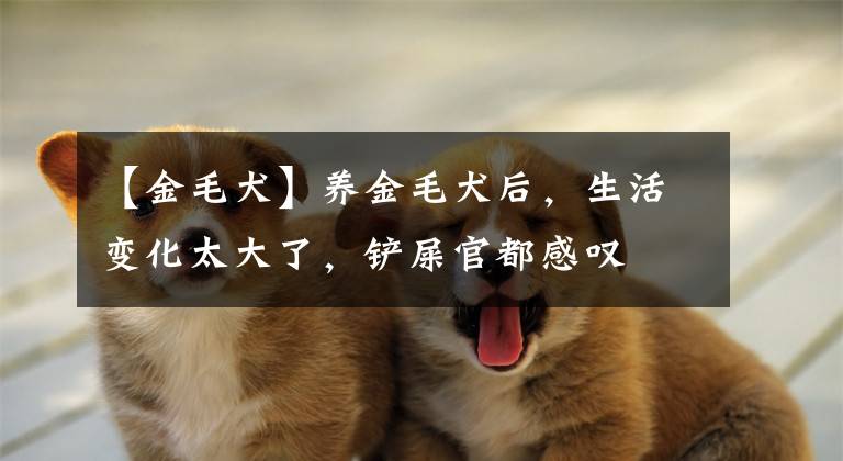 【金毛犬】养金毛犬后，生活变化太大了，铲屎官都感叹