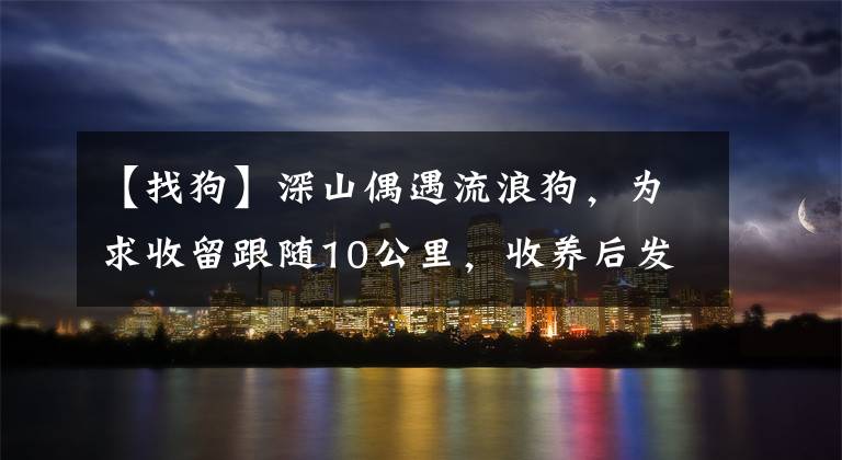 【找狗】深山偶遇流浪狗，为求收留跟随10公里，收养后发现颜值逆天，赚了