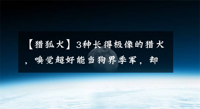 【猎狐犬】3种长得极像的猎犬，嗅觉超好能当狗界季军，却被嫌弃日益稀少