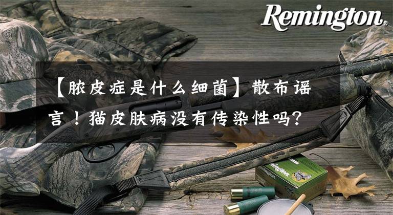 【脓皮症是什么细菌】散布谣言！猫皮肤病没有传染性吗？第一皮肤病猫癣很可怕文章配图
