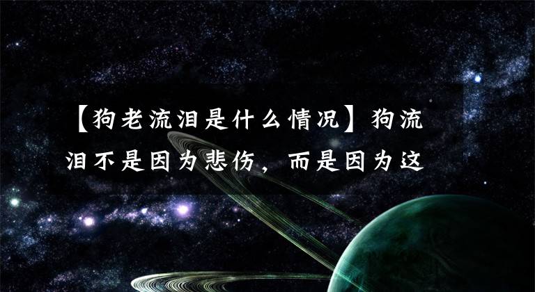 【狗老流泪是什么情况】狗流泪不是因为悲伤，而是因为这个原因，插管应该知道文章配图
