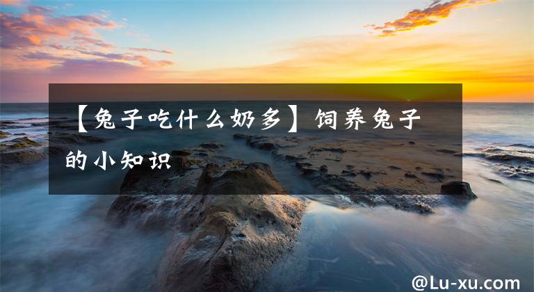 【兔子吃什么奶多】饲养兔子的小知识文章配图