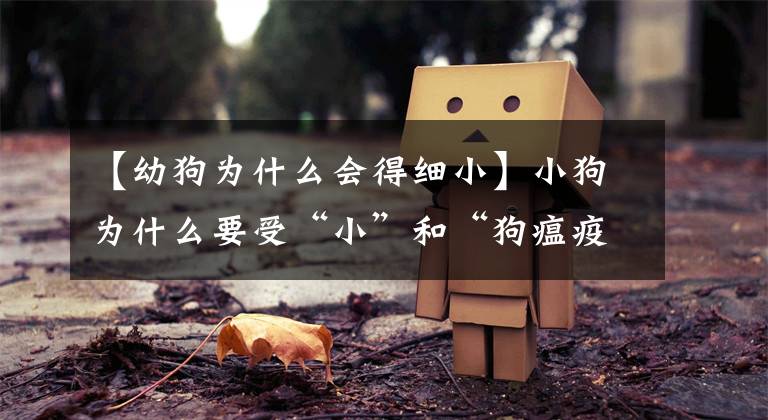 【幼狗为什么会得细小】小狗为什么要受“小”和“狗瘟疫”文章配图