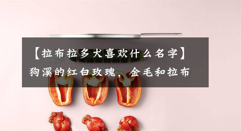 【拉布拉多犬喜欢什么名字】狗溪的红白玫瑰，金毛和拉布拉多会养哪个？看完这篇科普后，你数了数文章配图