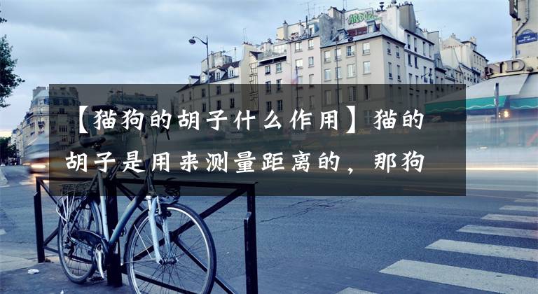 【猫狗的胡子什么作用】猫的胡子是用来测量距离的，那狗的胡子呢？到底有什么用？文章配图