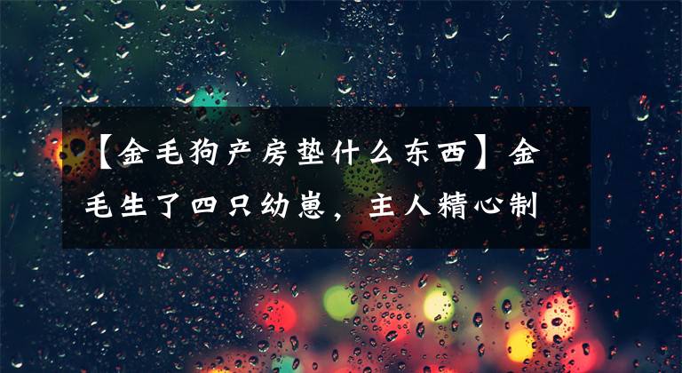 【金毛狗产房垫什么东西】金毛生了四只幼崽，主人精心制作了婴儿推车，吸引了无数围观者。文章配图