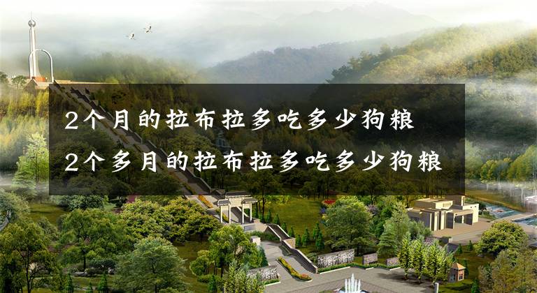 2个月的拉布拉多吃多少狗粮 2个多月的拉布拉多吃多少狗粮好文章配图