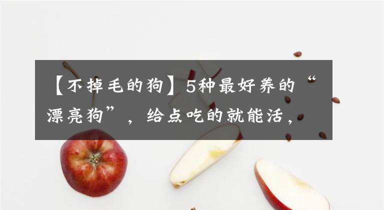 【不掉毛的狗】5种最好养的“漂亮狗”，给点吃的就能活，你养过吗？