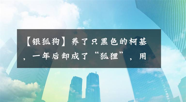 【银狐狗】养了只黑色的柯基，一年后却成了“狐狸”，用漂白粉洗的？