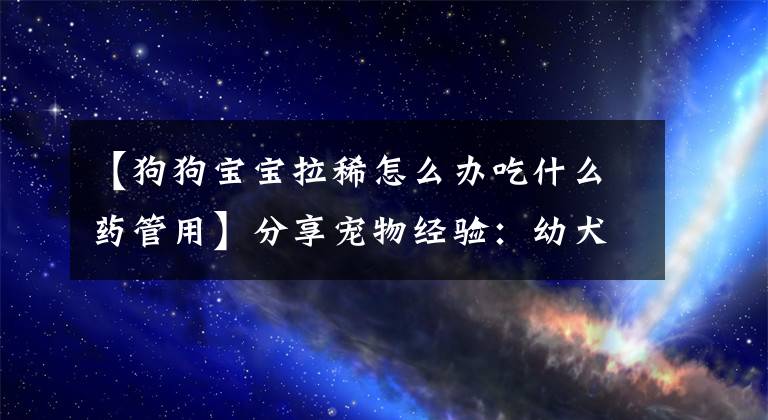 【狗狗宝宝拉稀怎么办吃什么药管用】分享宠物经验：幼犬拉肚子怎么办？文章配图