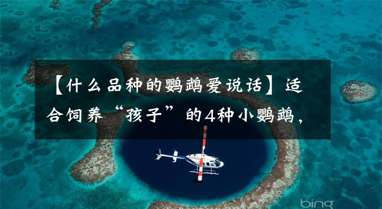 【什么品种的鹦鹉爱说话】适合饲养“孩子”的4种小鹦鹉，特别是第4种鹦鹉温顺而不吵闹。文章配图