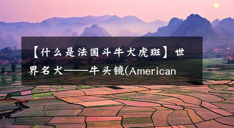 【什么是法国斗牛犬虎斑】世界名犬——牛头镜(American  Pit  Bull  Terrier)文章配图