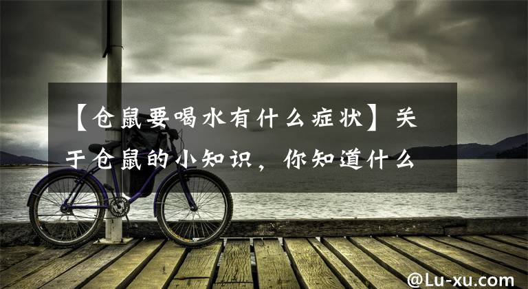 【仓鼠要喝水有什么症状】关于仓鼠的小知识，你知道什么？文章配图