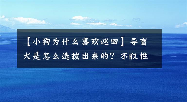 【小狗为什么喜欢巡回】导盲犬是怎么选拔出来的？不仅性格温顺，忍受诱惑更重要文章配图