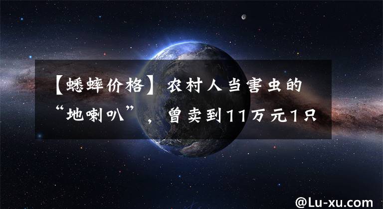 【蟋蟀价格】农村人当害虫的“地喇叭”，曾卖到11万元1只，如今价值仍不减