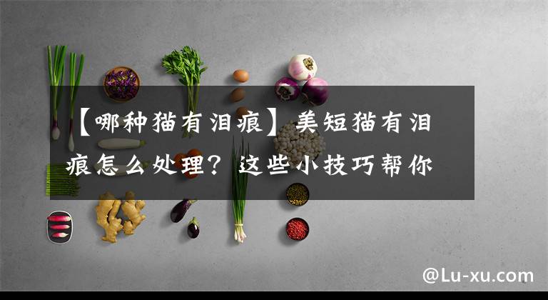 【哪种猫有泪痕】美短猫有泪痕怎么处理？这些小技巧帮你改善