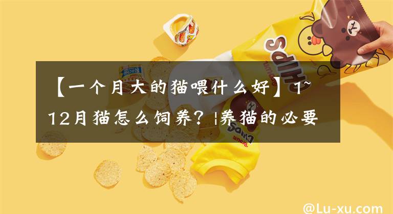【一个月大的猫喂什么好】1~12月猫怎么饲养？|养猫的必要准则文章配图