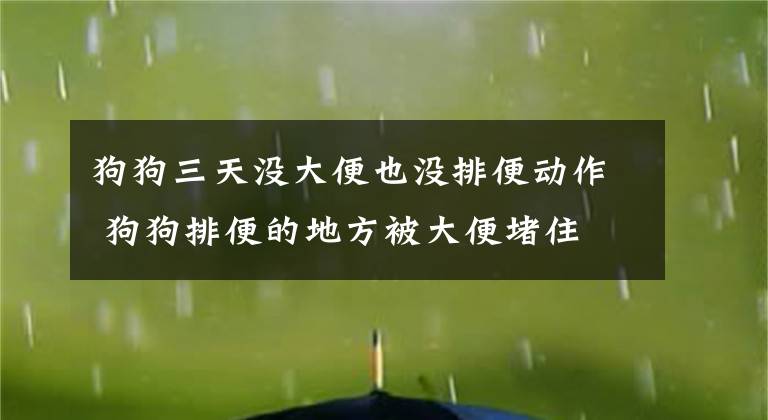 狗狗三天没大便也没排便动作 狗狗排便的地方被大便堵住文章配图